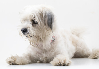 Maltese Canine Puppy Dog on White Background
