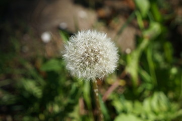 blooming dandelion. white flowers of the medicinal plant in Sunny weather.