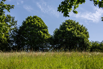 Sommerwiese am Waldrand im Sommer