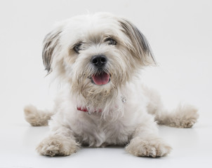 Maltese Canine Puppy Dog on White Background