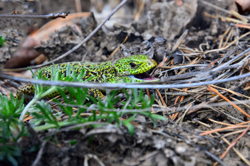 Green lizard (Lacerta viridis) - a species of lizards of the genus Green lizards. 