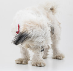 Maltese Canine Puppy Dog on White Background