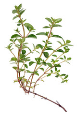 Spring branch of a forest spicy plant Thyme with roots