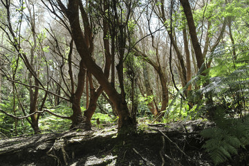 Kilauea Iki lush jungle trail in Volcanoes National Park, Big Island, Hawaii.