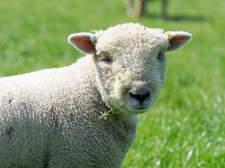Lamb Headshot