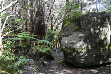 Kilauea Iki lush jungle trail in Volcanoes National Park, Big Island, Hawaii.