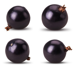 Collection of ripe blackcurrant