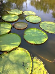Green Leaves of Victoria Amazonica Giant Water Lily in Thailand