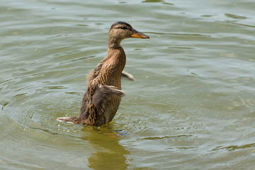 Canard qui s'ébroue