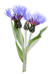 Blue flowers and bud of garden spring  cornflower plant.