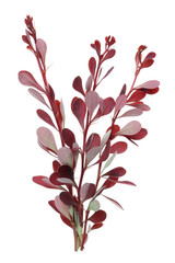 Thin prickly red  branches of an spring may decorative garden barberry