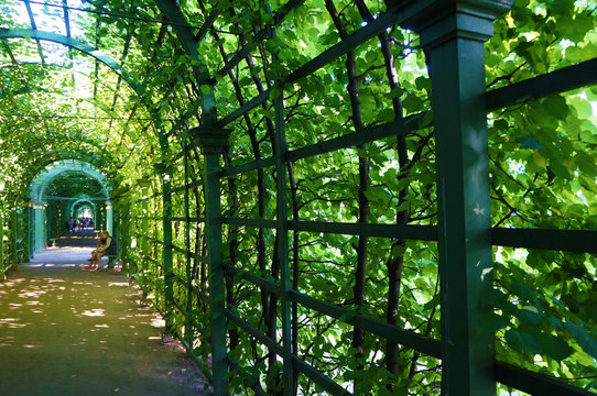 tunnel from a wooden green lattice and trees on a sunny afternoon
