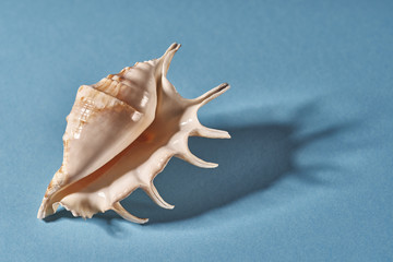 seashell on a blue background