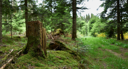 Pine Tree Stump with Moss