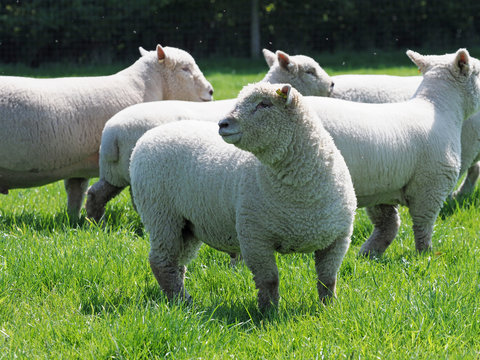 Flock of Sheep