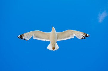 White seagull flying against the blue sky