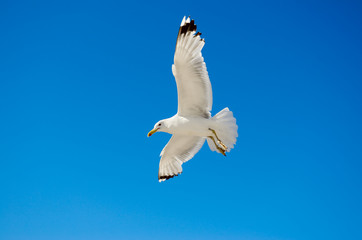 White seagull flying against the blue sky