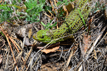 Green lizard (Lacerta viridis) - a species of lizards of the genus Green lizards.