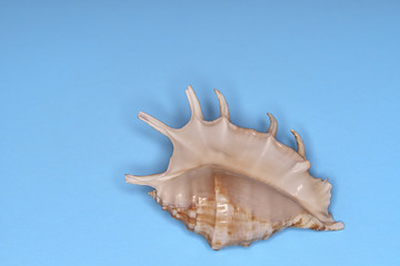 Obraz na płótnie Canvas seashell on a blue background