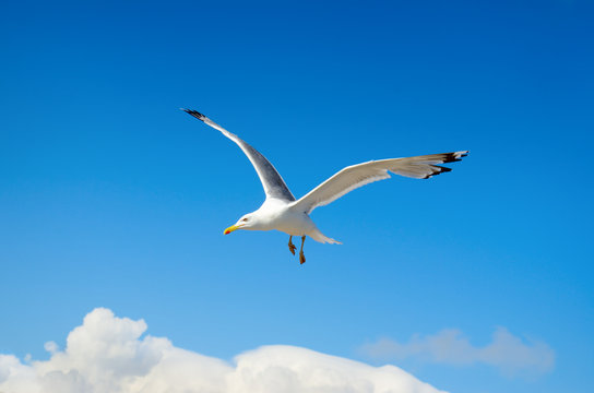 White seagull flying against the blue sky