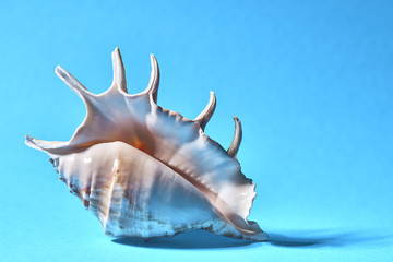 seashell on a blue background