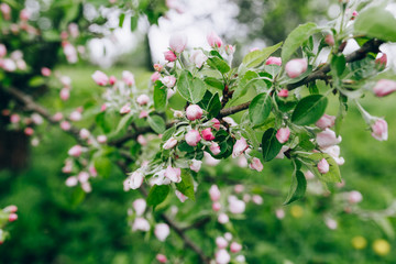 may blossoming apple trees