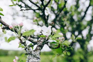 may blossoming apple trees