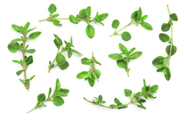 Fresh thyme spice isolated on white background. Top view. Flat lay pattern