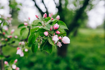 may blossoming apple trees