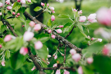 may blossoming apple trees