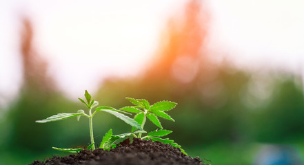 Green sprout of first spring early hemp sprouted from ground with small leaves of marijuana medicinal. Concept breeding of cannabis