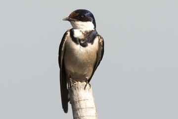 Hirondelle à gorge blanche,.Hirundo albigularis, White throated Swallow © JAG IMAGES