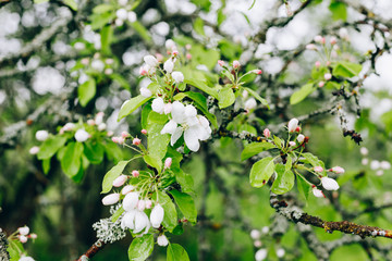 may blossoming apple trees