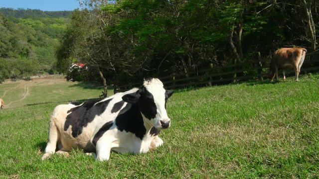 cow in the pasture
