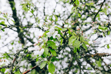 may blossoming apple trees