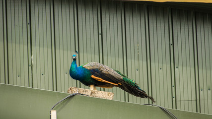 Colourful peacock with iridescent plumage perched on a roof.