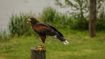 Harris Hawk on a roost.