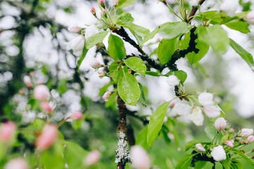 may blossoming apple trees
