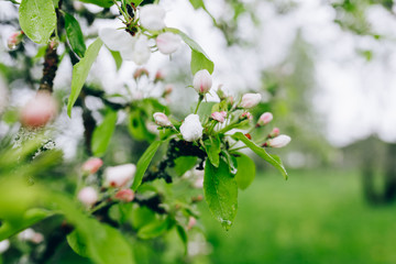 may blossoming apple trees