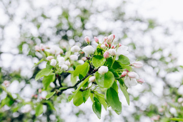 may blossoming apple trees