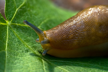 Giant slug on a green grapes leaf