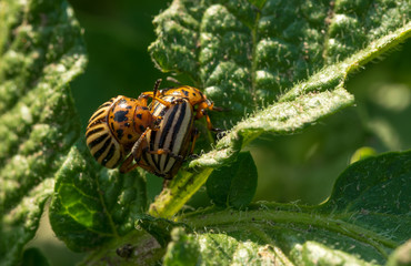 Colorado potato beetles in the summer vegetable garden