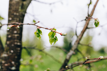 rainy spring trees