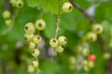 Johannisbeeren am Strauch 