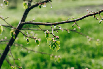 rainy spring trees