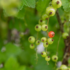 johannisbeere am Strauch