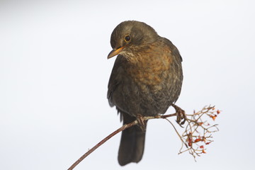 Common blackbird (Turdus merula) in the snow