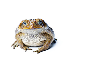 Toad aga. Rhinella marina.