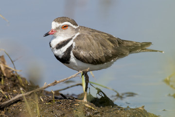 Gravelot à triple collier,.Charadrius tricollaris, Three banded Plover