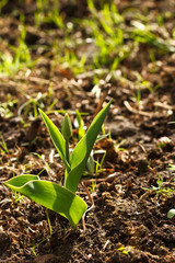 one young green Tulip on a bed